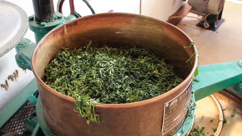 Melatih Kesabaran Melawan Siput